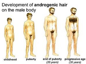 Periudhat e zhvillimit të mashkullit