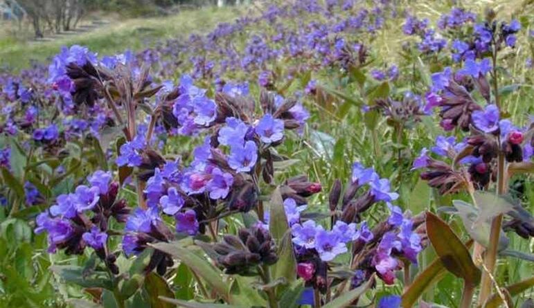Lungwort për përgatitjen e një infuzioni që promovon zmadhimin e penisit
